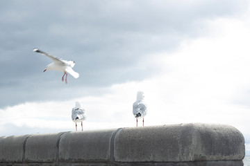 The australian seagulls
