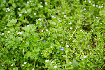 Spring green background. Fresh grass small spring flowers. Natural nature on the lawn.