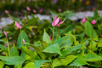 Obraz na płótnie Canvas Blossoming plant of pink Anthurium or Flamingo flowers