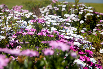 Obraz premium White daisy flowers field (African daisy or Osteospermum ecklonis or Cape marguerite). Top view (flat lay) 