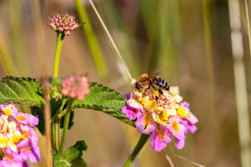 A bee on a colorful blossom collects nectar against a green background with beautiful bokeh in bright sunshine. © wewi-creative