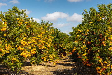 Fototapeta na wymiar An orange grove in Spain in sunny weather with blue sky.
