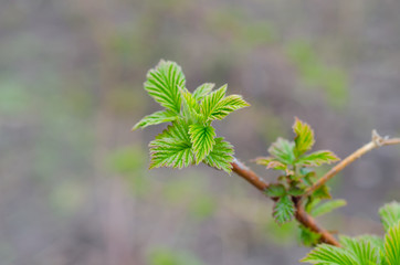 branch of tree with green leaves in spring