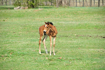 Obraz premium サラブレッド 子馬