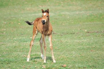 サラブレッド　子馬