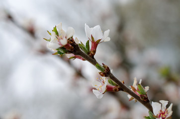 branch of a tree with white flowers