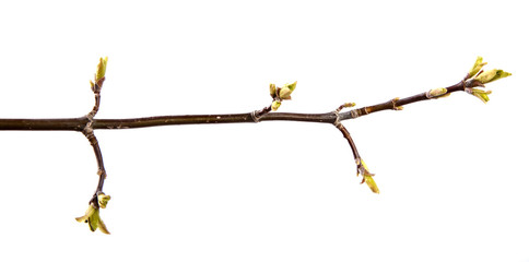 Maple tree branch with buds and young leaves on an isolated white background