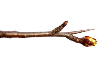 Branch of pear fruit tree with bud on isolated white background