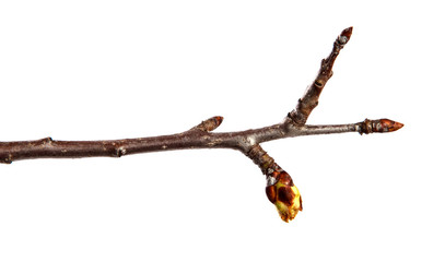 Branch of pear fruit tree with bud on isolated white background
