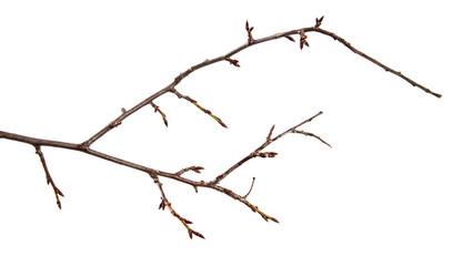 Branch of plum fruit tree with bud on isolated white background
