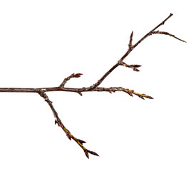 Branch of plum fruit tree with bud on isolated white background