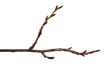 Branch of fruit tree with bud on isolated white background