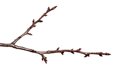 Branch of fruit tree with bud on isolated white background