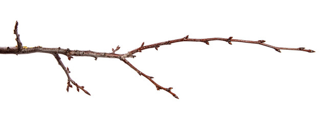 Branch of fruit tree with bud on isolated white background
