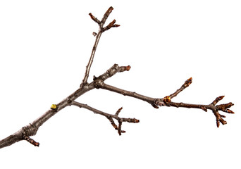 Branch of pear fruit tree with bud on isolated white background