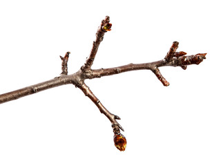 Branch of pear fruit tree with bud on isolated white background