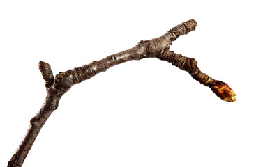 Branch of pear fruit tree with bud on isolated white background