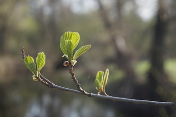 delicate green young foliage on abstract natural background. spring or summer season, concept relax, freshness, youth, weather.