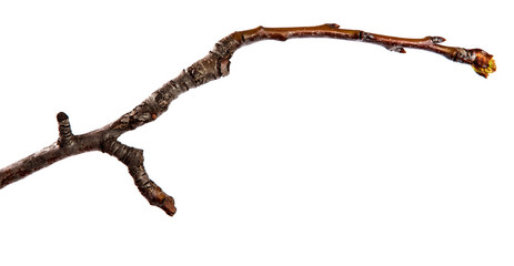Branch of pear fruit tree with bud on isolated white background