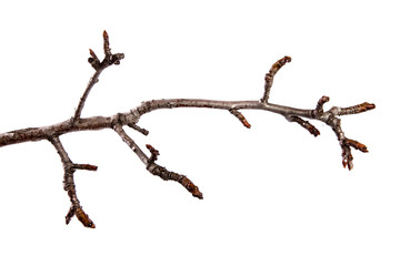 Branch of pear fruit tree with bud on isolated white background