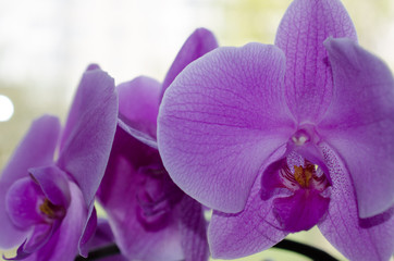 Fototapeta premium Summer blossom beautiful purple floral background.