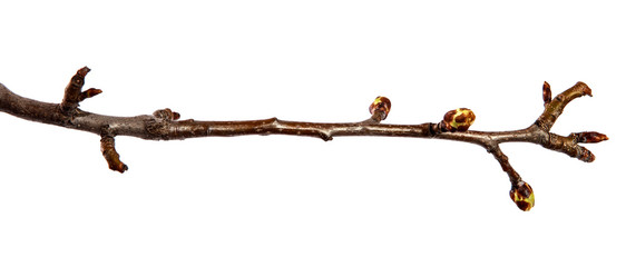 Pear tree branch with swollen buds on an isolated white background