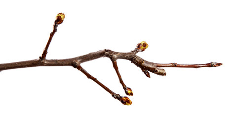 Pear tree branch with swollen buds on an isolated white background