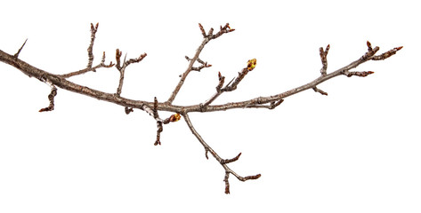 Pear tree branch with swollen buds on an isolated white background