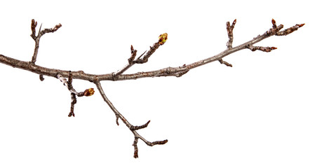 Pear tree branch with swollen buds on an isolated white background