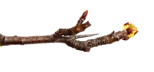 Pear tree branch with swollen buds on an isolated white background