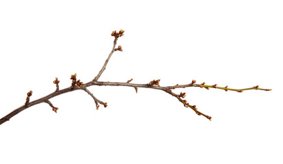 Branch of the fruit tree cherry plum and with swollen buds on an isolated white background