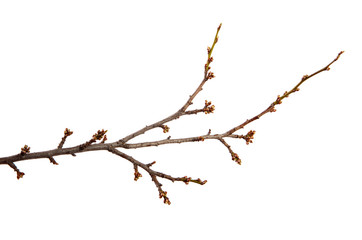 Branch of the fruit tree cherry plum and with swollen buds on an isolated white background