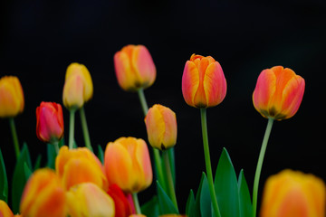 Yellow-orange tulips on a beautiful black background
