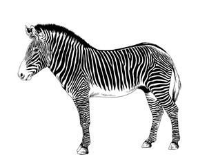 Fototapeta na wymiar African striped Zebra hand-drawn full-length ink