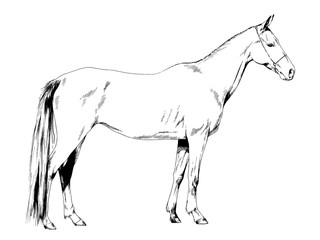 Plakat race horse without a harness drawn in ink by hand on white background in full length