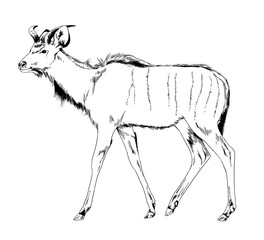 walking antelope with horns hand-drawn ink sketch