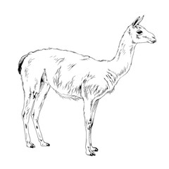 big fluffy llama drawn in full-length ink sketch without background