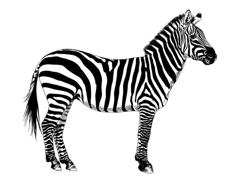 African striped Zebra hand-drawn full-length ink