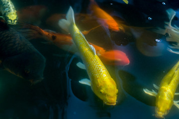 Fancy carp swimming in a pond. Fancy Carps Fish or Koi Swim in Pond, Movement of Swimming and Space.