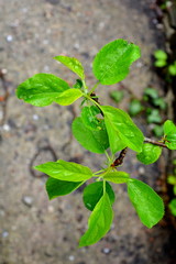 Nice flowers in the garden in midsummer, in a sunny day. Green landscape