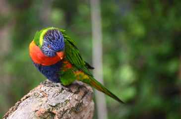 Loriquet
