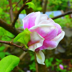 Magnolia. Nice flower in early spring. The first flowers appear in spring season. Landscape.