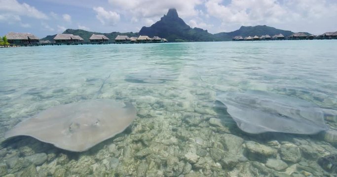 Bora Bora Stingray video of animals and Overwater bungalows and mount otemanu in nature in French Polynesia, Bora, Bora, Tahiti. POV hand touching stingray in clear water. Slow motion on RED camera.