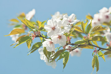 Beautiful  sakura blossom under the blue sky