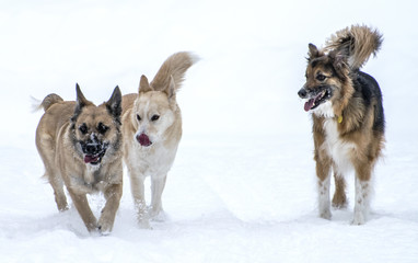 three dogs playing outside