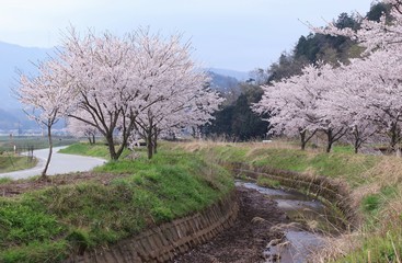 川の両側の桜並木と春の風景です