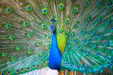  Portrait of beautiful peacock with it feathers out © martinhosmat083