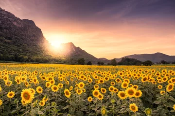 Poster Mooie zonsondergang landschapsmening van veld van bloeiende zonnebloemen op een achtergrond zonsondergang © martinhosmat083