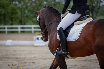 Horse with rider in dressage tournament, photographed in portraits from diagonally behind..