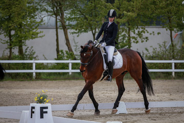 Horse with rider in dressage tournament trotting in limbo phase..
